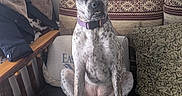 Angel joined the competition — help win amazing prizes! animal, black_leather, canine, collar, cozy, cushion, dog, fabric, floor, furniture, home, indoor, jacket, looking, patterned_pillow, pet, resting, sitting, spotted_dog, wooden_bench