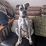 Angel joined the competition — help win amazing prizes! animal, black_leather, canine, collar, cozy, cushion, dog, fabric, floor, furniture, home, indoor, jacket, looking, patterned_pillow, pet, resting, sitting, spotted_dog, wooden_bench