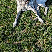 Angel is registered to the contest to win money with this photo: animal, canine, daylight, dog, ears, fur, grass, greenery, laying, muzzle, nature, outdoor, pet, playful, relaxed, shadow, spotted, summer, sunlight, tongue