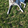 animal, canine, daylight, dog, ears, fur, grass, greenery, laying, muzzle, nature, outdoor, pet, playful, relaxed, shadow, spotted, summer, sunlight, tongue