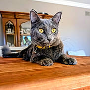Stormee joined the competition — help win amazing prizes! animal, bell, blurred_background, cabinet, cat, closeup, collar, cute, domestic, feline, furniture, gray_cat, indoor, pet, portrait, relaxed, table, whiskers, wooden_table, yellow_eyes