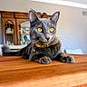 animal, bell, blurred_background, cabinet, cat, closeup, collar, cute, domestic, feline, furniture, gray_cat, indoor, pet, portrait, relaxed, table, whiskers, wooden_table, yellow_eyes