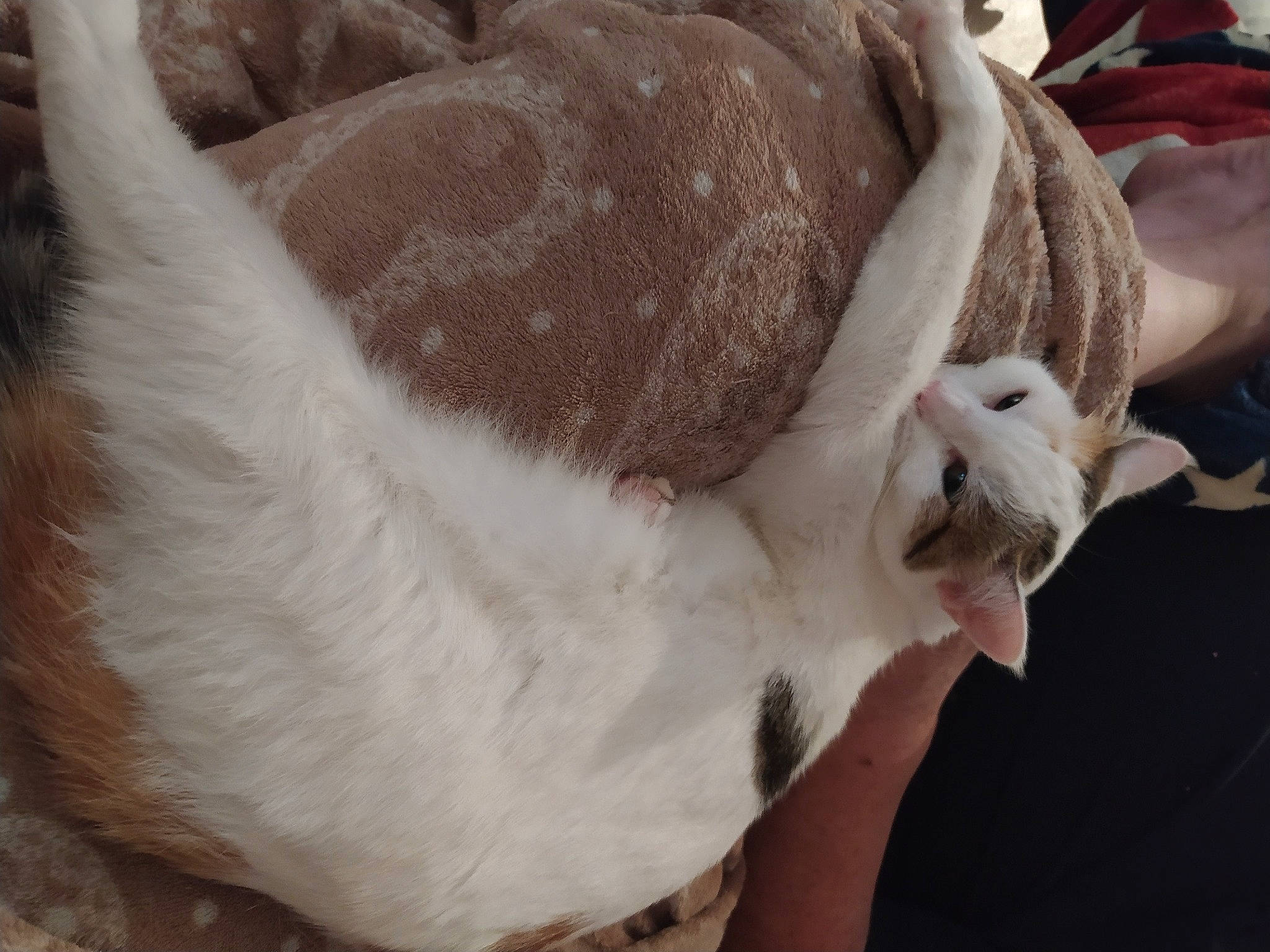 Pixelle a rejoint le concours — aidez-le/la à gagner de superbes lots ! canidae, carnivore, cat, collar, comfort, companion_dog, dog_breed, ear, fawn, felidae, fur, liver, pet_supply, rabbit, small_to_medium_sized_cats, snout, sporting_group, tail, terrestrial_animal, whiskers