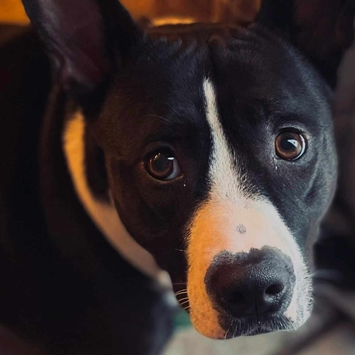 Pup
