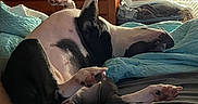 Pup is registered to the contest to win money with this photo: dog, spotted_dog, pet, upside_down, lying_down, paws, belly, bed, bedroom, blanket, bedding, sunlight, window, blinds, dresser, indoor, relaxed, funny_pose, animal, home