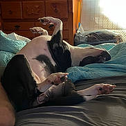Pup is registered to the contest to win money with this photo: dog, pet, black_and_white, lying_down, upside_down, bed, bedroom, paws, belly, relaxed, sleeping, funny, acrobat, sunlight, window, blinds, dresser, blanket, indoor, animal