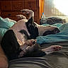 dog, pet, black_and_white, lying_down, upside_down, bed, bedroom, paws, belly, relaxed, sleeping, funny, acrobat, sunlight, window, blinds, dresser, blanket, indoor, animal