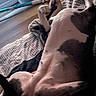 Pup is registered to the contest to win money with this photo: dog, spotted_dog, belly, paws, lying_down, back, sleeping, relaxed, indoor, blanket, bed, couch, home, pet, animal, black_and_white, brown, legs, upside_down, funny