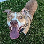 Tucker joined the competition — help win amazing prizes! animal, brown_fur, canine, close_up, cute, dog, ears_up, friendly, grass, happy, harness, looking_up, nature, outdoor, pet, playful, smiling, summer, tongue_out, white_markings