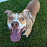 animal, brown_fur, canine, close_up, cute, dog, ears_up, friendly, grass, happy, harness, looking_up, nature, outdoor, pet, playful, smiling, summer, tongue_out, white_markings