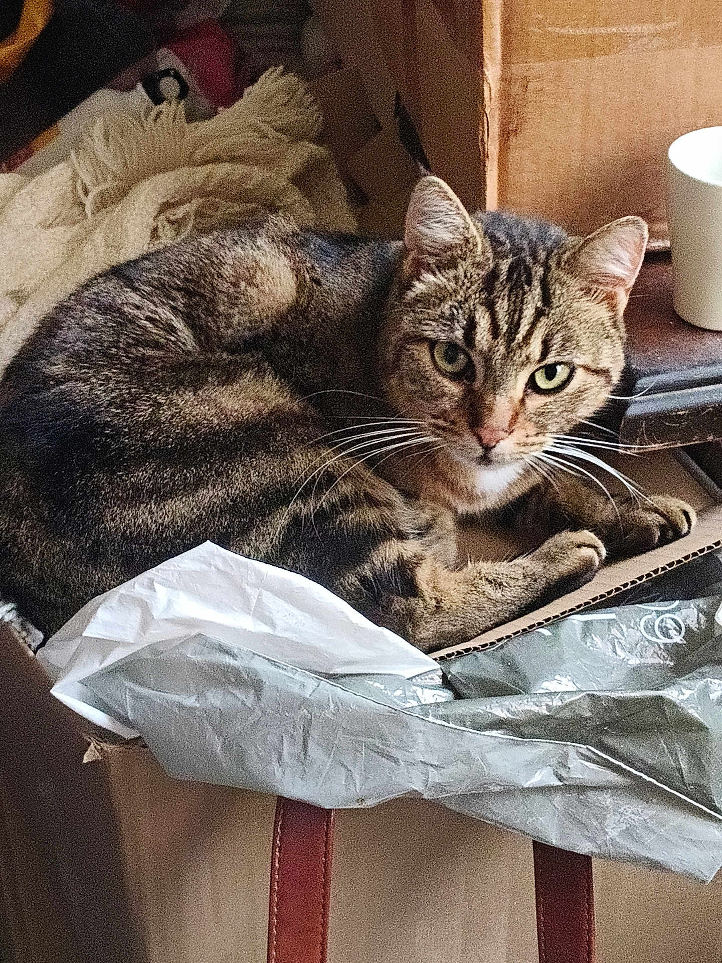 Lyla participe au concours pour gagner de l'argent avec cette photo : cat, tabby, cardboard_box, blanket, cup, furniture, domestic_animal, pet, indoor, cozy, resting, whiskers, fur, striped, relaxed, household, curious, closeup, animal, mammal