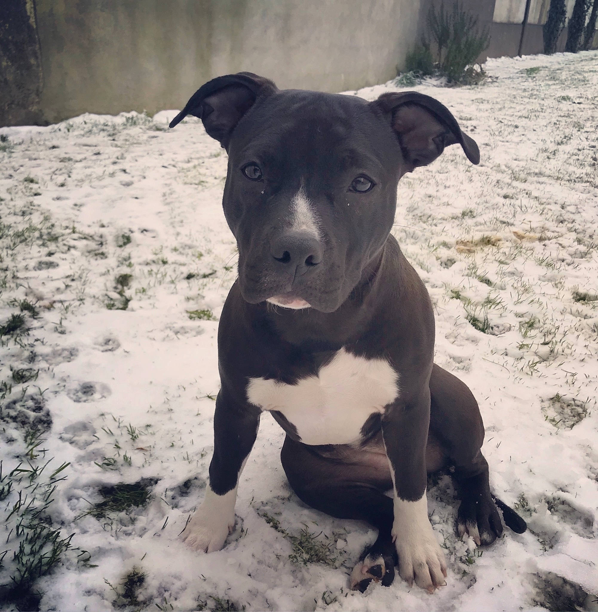 Nalla a rejoint le concours — aidez-le/la à gagner de superbes lots ! american_pit_bull_terrier, american_staffordshire_terrier, bull_and_terrier, canidae, carnivore, dog, dog_breed, fawn, mammal, non_sporting_group, old_english_terrier, pit_bull, rare_breed_dog, snout, sporting_group, staffordshire_bull_terrier, terrier, vertebrate