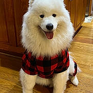 Lumi is registered to the contest to win money with this photo: dog, samoyed, white_fur, fluffy, pet, indoors, wooden_floor, red_and_black_outfit, tongue_out, happy, canine, smiling, fur, animal, house, home, cabinet, flooring, cute, sitting