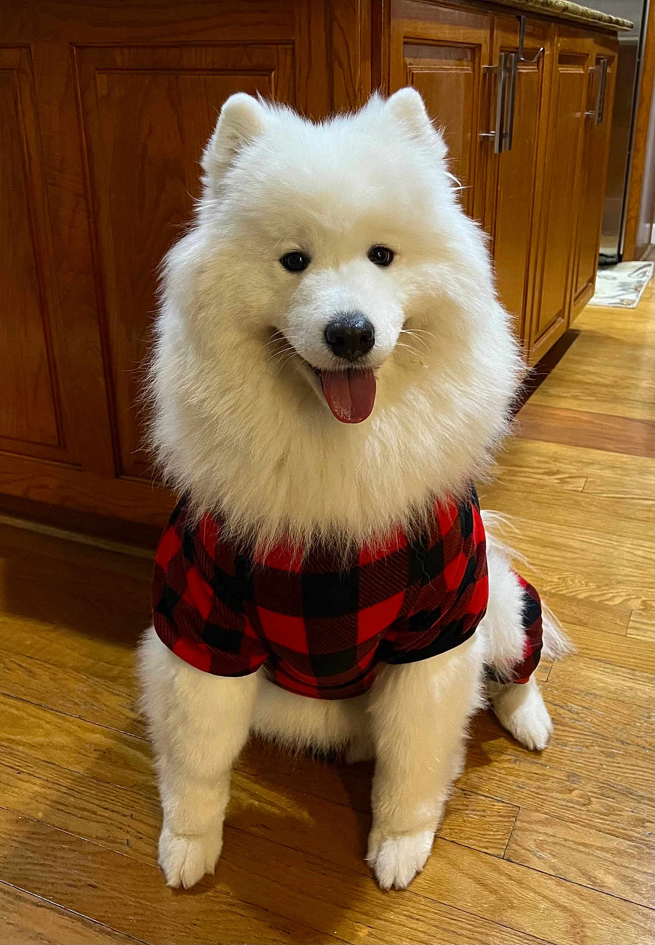 Lumi is registered to the contest to win money with this photo: dog, samoyed, white_fur, fluffy, pet, indoors, wooden_floor, red_and_black_outfit, tongue_out, happy, canine, smiling, fur, animal, house, home, cabinet, flooring, cute, sitting