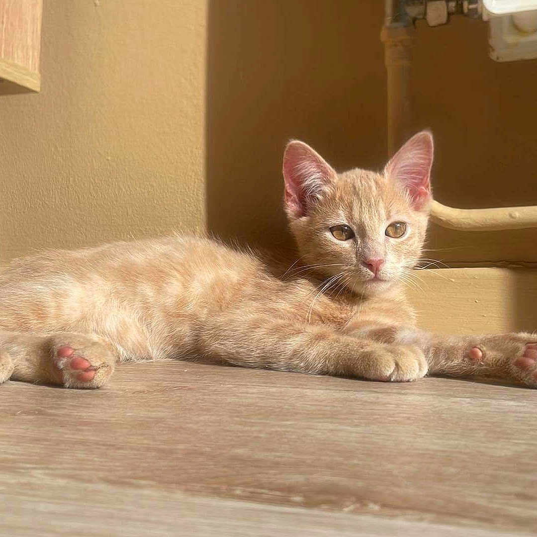 Marley participe au concours pour gagner de l'argent avec cette photo : abyssinian, angora, animal, cat, hardwood, indoors, kitten, manx, pet, plywood, siamese, stainedwood, wood