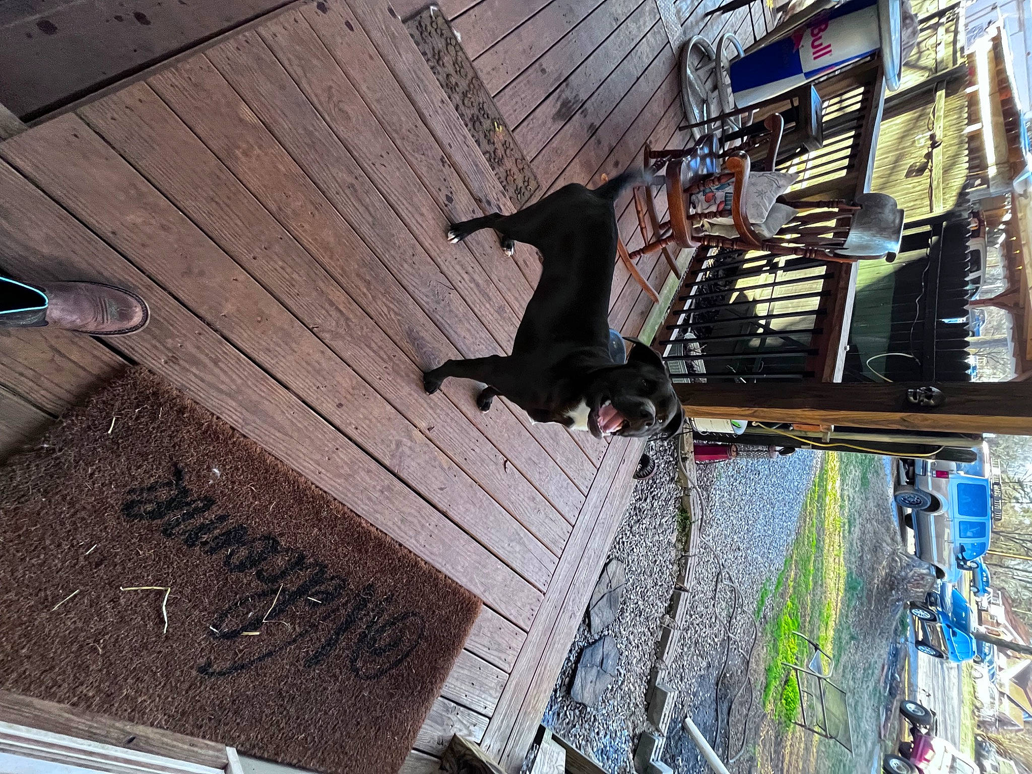 Gus joined the competition — help win amazing prizes! adventure, art, building, carmine, city, dog, facade, flooring, font, hardwood, house, leisure, metal, plant, recreation, roof, street, wall, wood, world