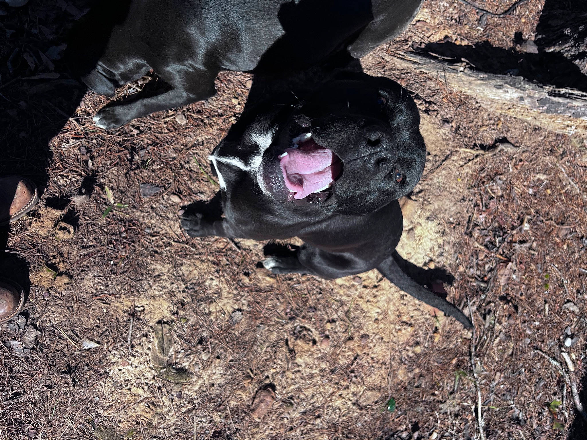 Gus is registered to the contest to win money with this photo: adventure, canidae, carmine, carnivore, companion_dog, dog, dog_breed, fur, grass, magenta, paw, road_surface, shadow, snout, soil, sporting_group, tail, terrestrial_animal, tints_and_shades, working_animal