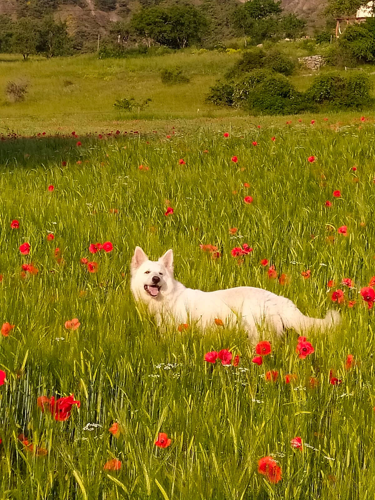 Laïka a rejoint le concours — aidez-le/la à gagner de superbes lots ! carnivore, dog, ecoregion, field, flower, flowering_plant, grass, grass_family, grassland, groundcover, herbaceous_plant, landscape, meadow, natural_environment, natural_landscape, pasture, people_in_nature, plant, prairie, tree
