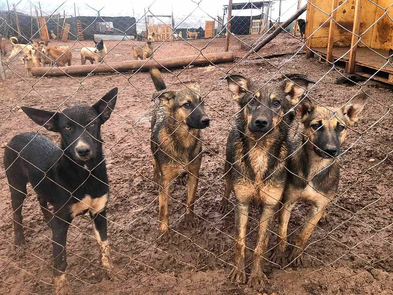 Laïka a rejoint le concours — aidez-le/la à gagner de superbes lots ! canidae, carnivore, dog_breed, fawn, fence, field, fur, herd, landscape, livestock, pack_animal, ranch, sky, snout, soil, sporting_group, terrestrial_animal, wildlife, wire_fencing, working_animal