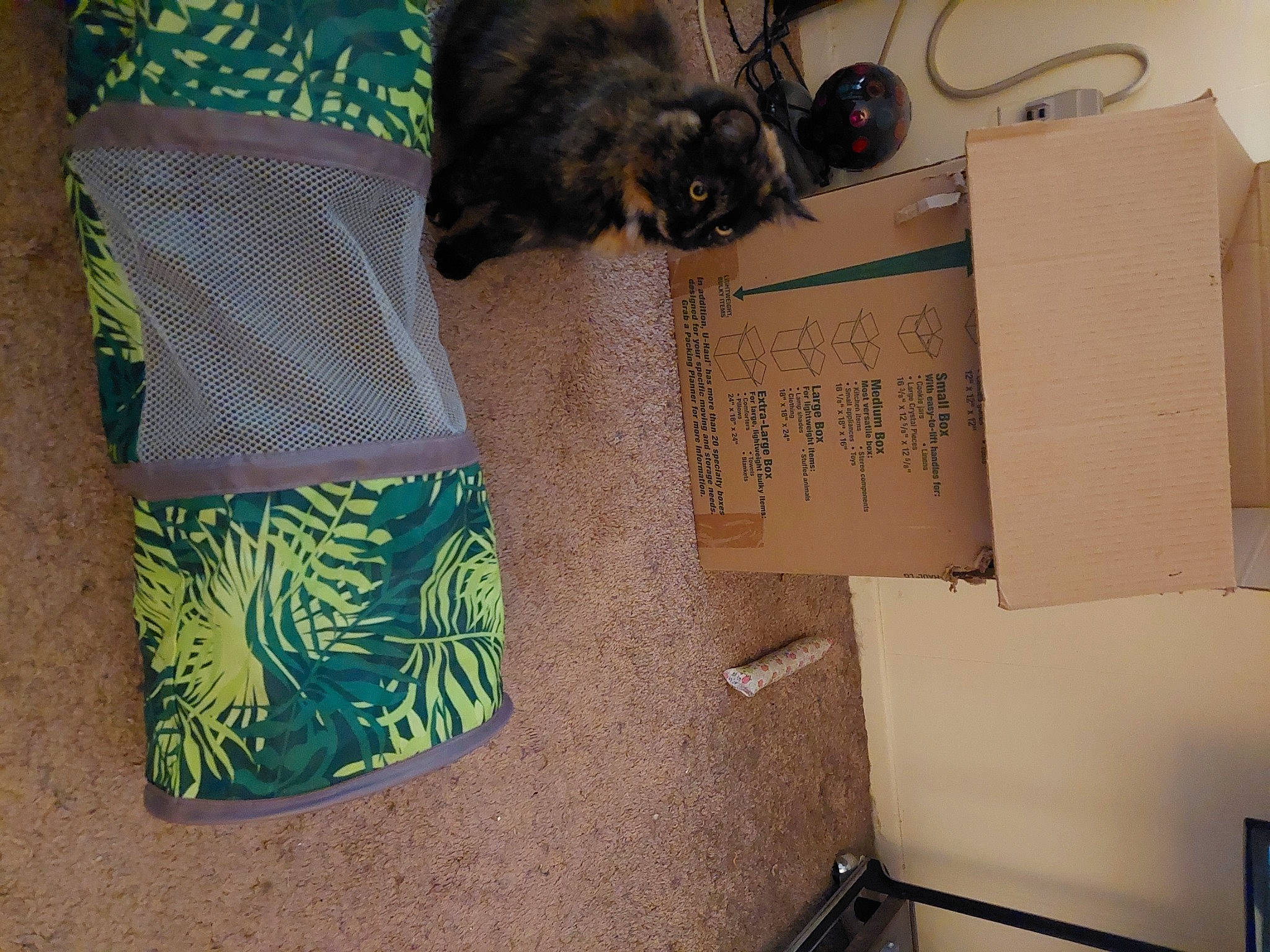 Addie is registered to the contest to win money with this photo: cardboard, carnivore, carton, cat, comfort, domestic_short_haired_cat, felidae, flooring, fur, linens, office_equipment, office_supplies, paper_product, pattern, room, shipping_box, small_to_medium_sized_cats, tail, whiskers, wood