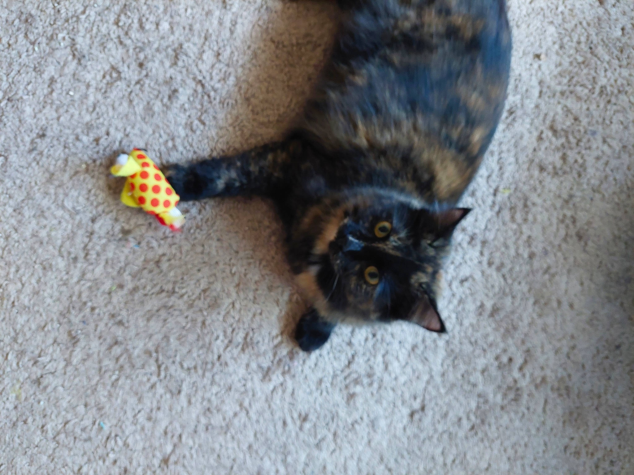 Addie is registered to the contest to win money with this photo: black_cat, carnivore, cat, cat_toy, claw, dog_breed, domestic_short_haired_cat, fawn, felidae, flooring, fur, grey, paw, small_to_medium_sized_cats, tail, terrestrial_animal, whiskers, wood