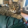 cat, tabby, pet, animal, feline, indoor, green_leather, chair, relaxed, yellow_eyes, whiskers, fur, domestic_cat, portrait, close_up, resting, home, living_room, blurred_background, cute