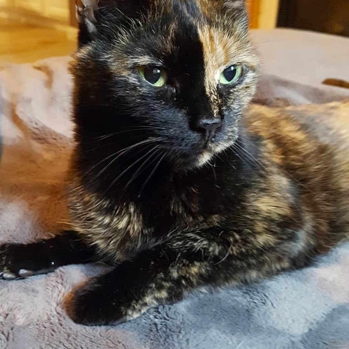 Cookie joined the competition — help win amazing prizes! animal, blanket, cat, close_up, cozy, cute, domestic, ears, feline, fur, green_eyes, home, indoor, laying_down, pet, relaxed, resting, soft_light, tortoiseshell, whiskers