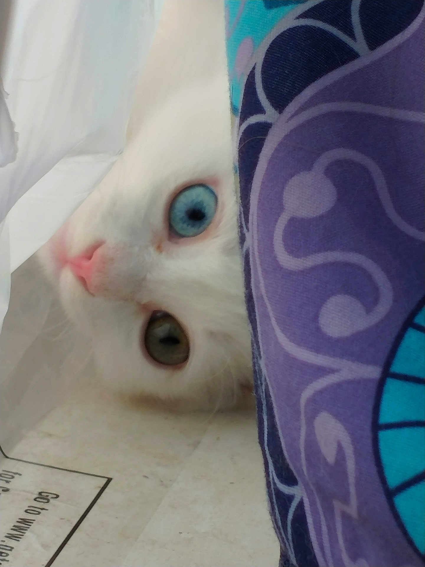 Wetto joined the competition — help win amazing prizes! cat, white_cat, heterochromia, blue_eye, green_eye, peeking, curious, fabric, purple, pattern, plastic_bag, closeup, pet, animal, indoor, floor, cute, whiskers, nose, eye_contact