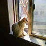 Wetto joined the competition — help win amazing prizes! cat, white_cat, windowsill, window, sunlight, indoor, pet, animal, fur, profile, quiet, peaceful, daylight, nature_view, tree, house, looking_out, domestic_cat, still_life, shadow