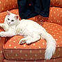 Wetto joined the competition — help win amazing prizes! cat, white_cat, feline, pet, animal, indoor, armchair, orange_furniture, fluffy, relaxed, resting, fur, tail, paw, seat, home, cozy, domestic, cute, one_eye_red