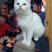 Wetto joined the competition — help win amazing prizes! cat, white_cat, heterochromia, black_and_white_cat, indoor, couch, furniture, cluttered_room, lamp, household_items, sleeping_cat, pet, animal, domestic, cozy, feline, resting, curious, soft_fur, close_up