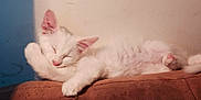 Little Miss Sunshine is registered to the contest to win money with this photo: adorable, animal, brown_surface, cat, cozy, cute, feline, fur, indoor, kitten, paw, peaceful, pet, relaxing, resting, sleeping, soft_light, wall, white_fur, young_cat