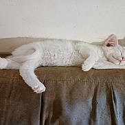 Little Miss Sunshine is registered to the contest to win money with this photo: animal, calm, cat, couch, cozy, cute, domestic, fur, furniture, home, indoor, kitten, paw, pet, pink_nose, relaxed, resting, sleeping, whiskers, white_fur
