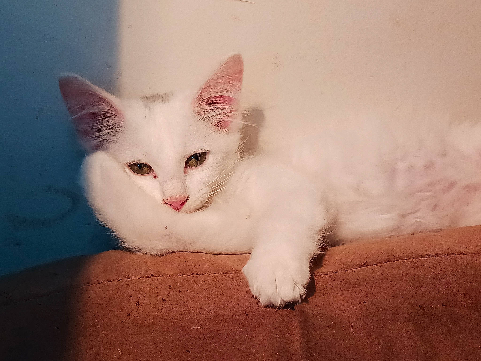 Little Miss Sunshine