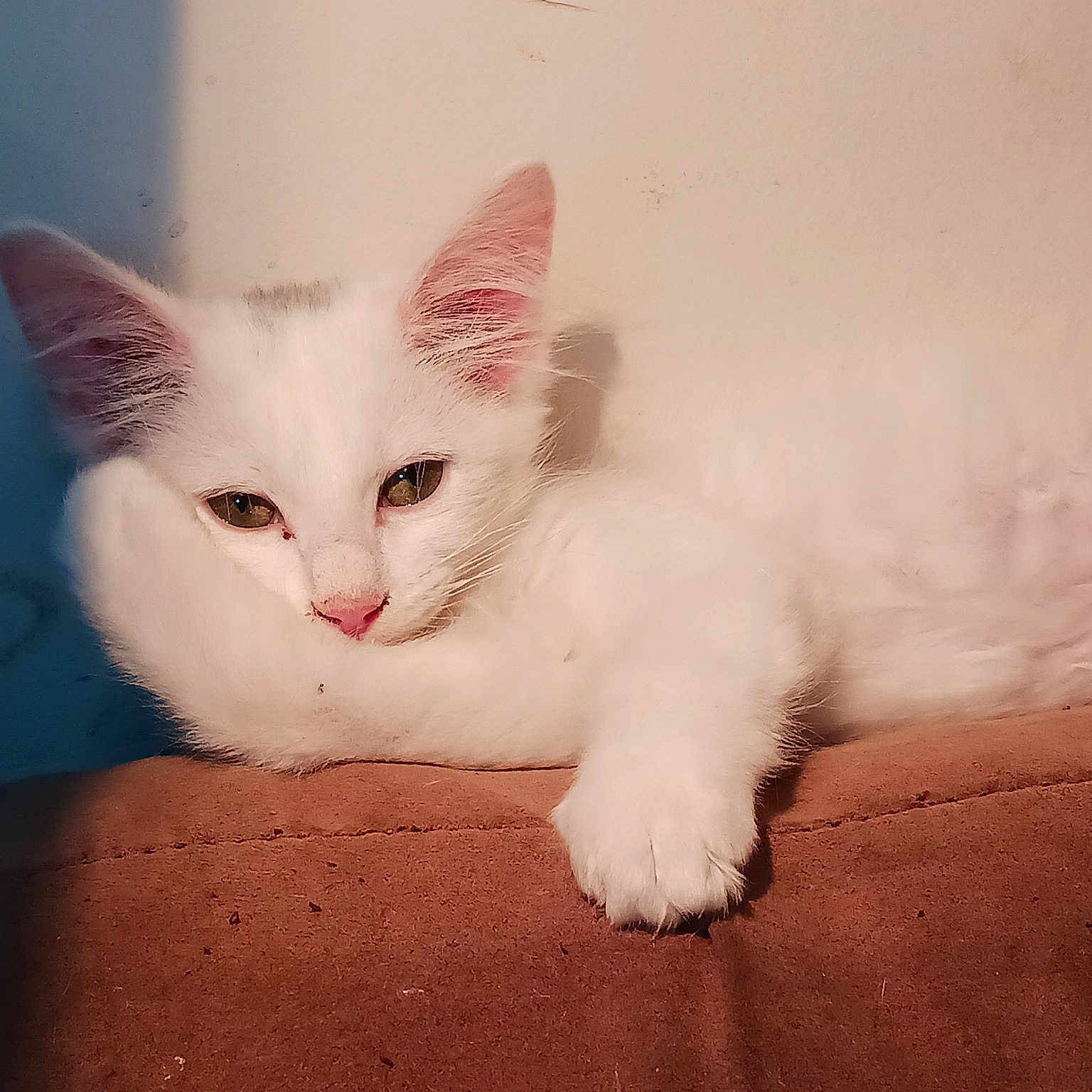 Little Miss Sunshine