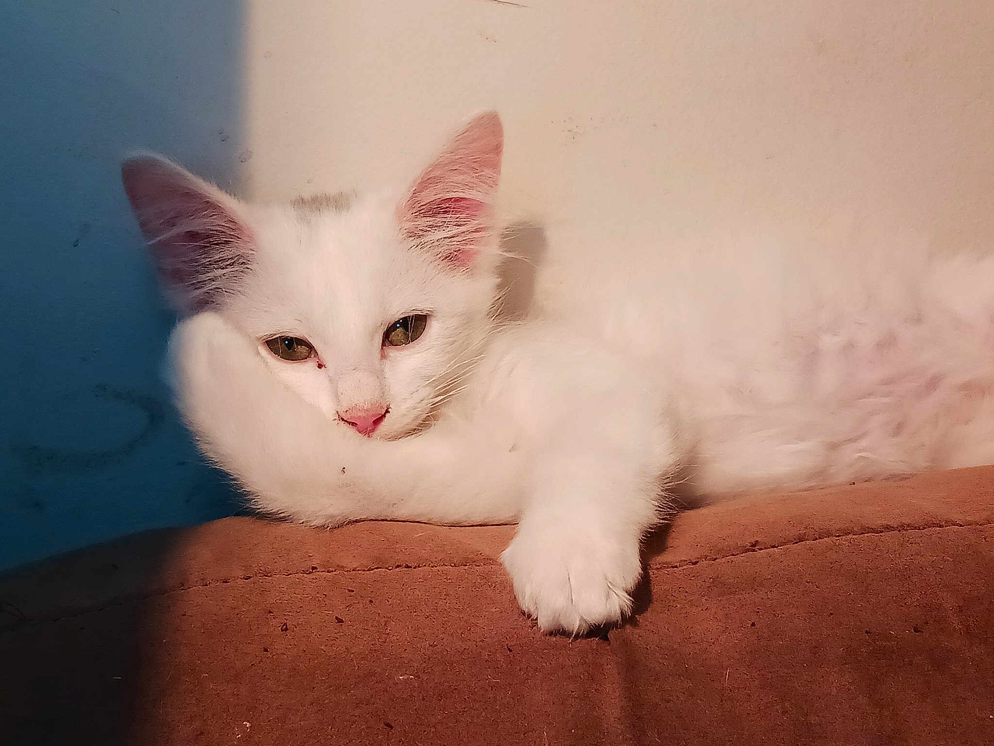 Little Miss Sunshine