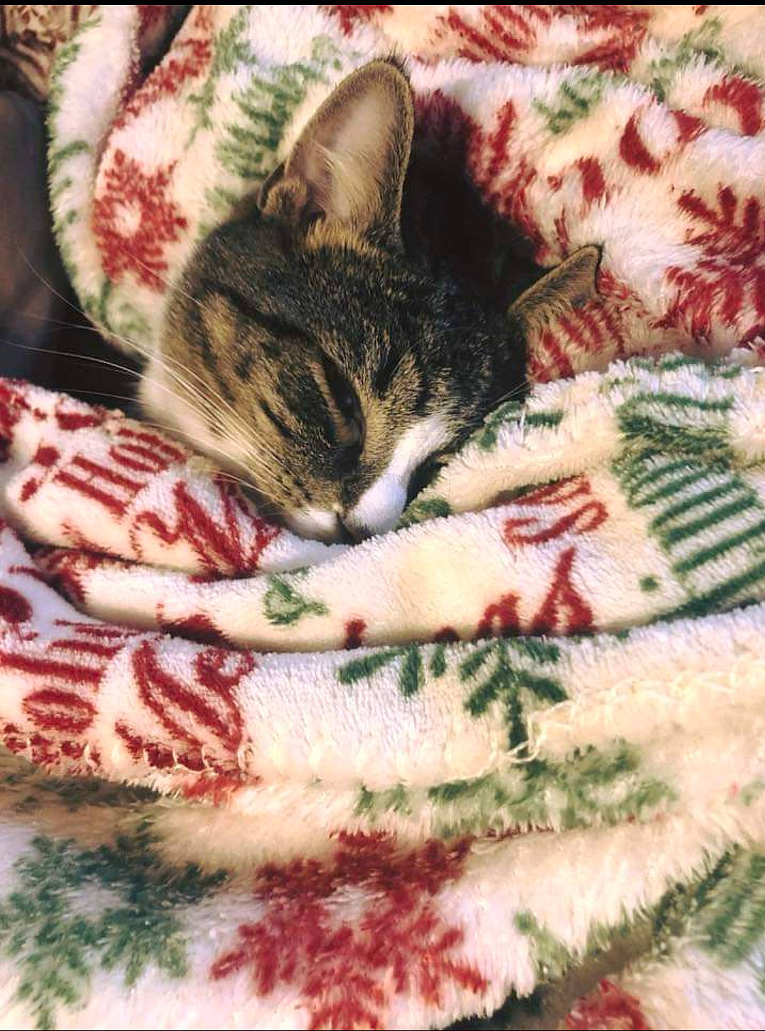 Pastel joined the competition — help win amazing prizes! art, carmine, carnivore, cat, domestic_short_haired_cat, felidae, foot, fur, grass, holiday, ingredient, leaf, linens, pattern, paw, small_to_medium_sized_cats, tail, textile, tree, whiskers