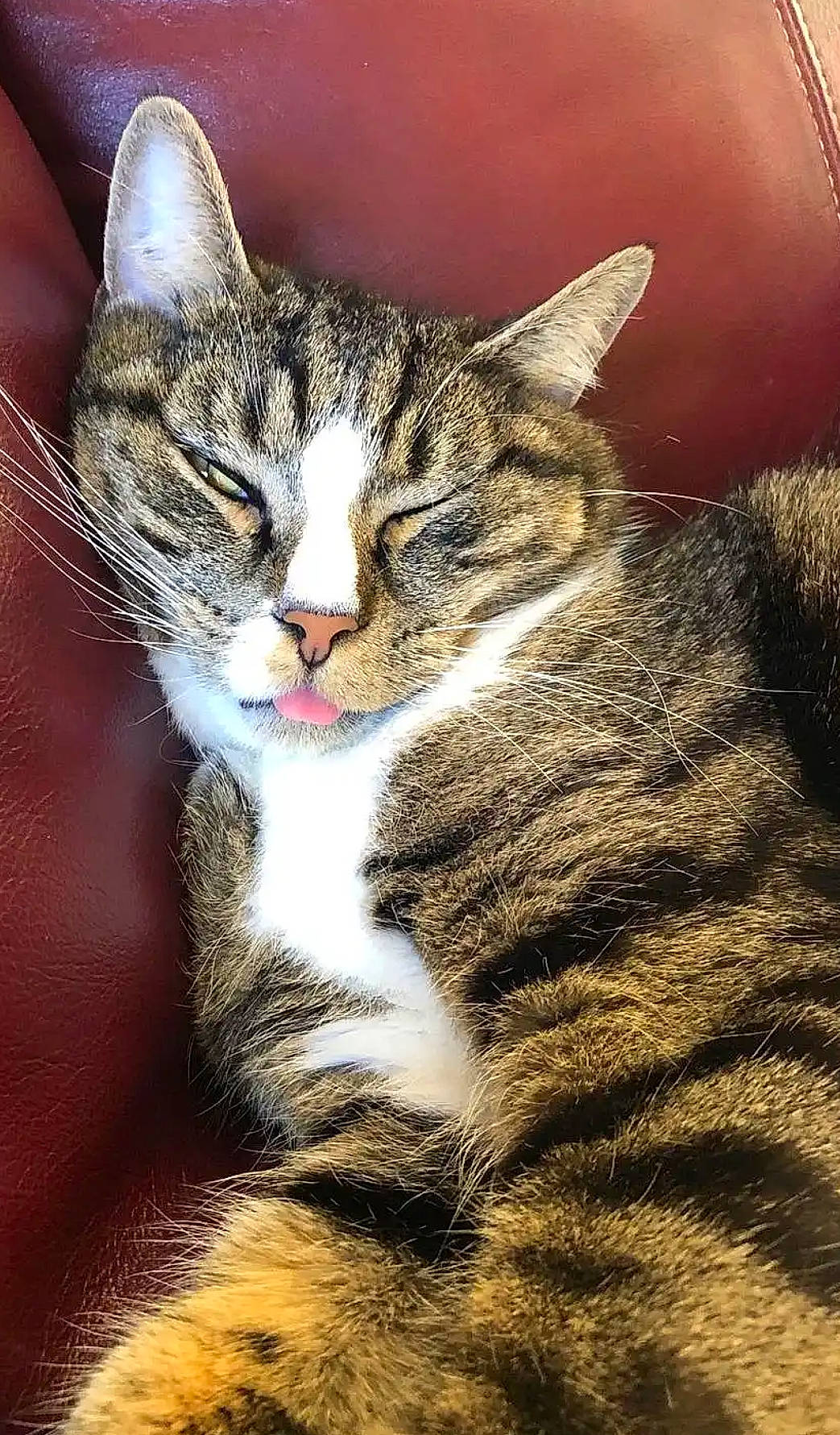 Pastel is registered to the contest to win money with this photo: art, carnivore, cat, claw, domestic_short_haired_cat, eye, felidae, fur, grass, paw, small_to_medium_sized_cats, snout, tail, terrestrial_animal, tree, whiskers, wildlife