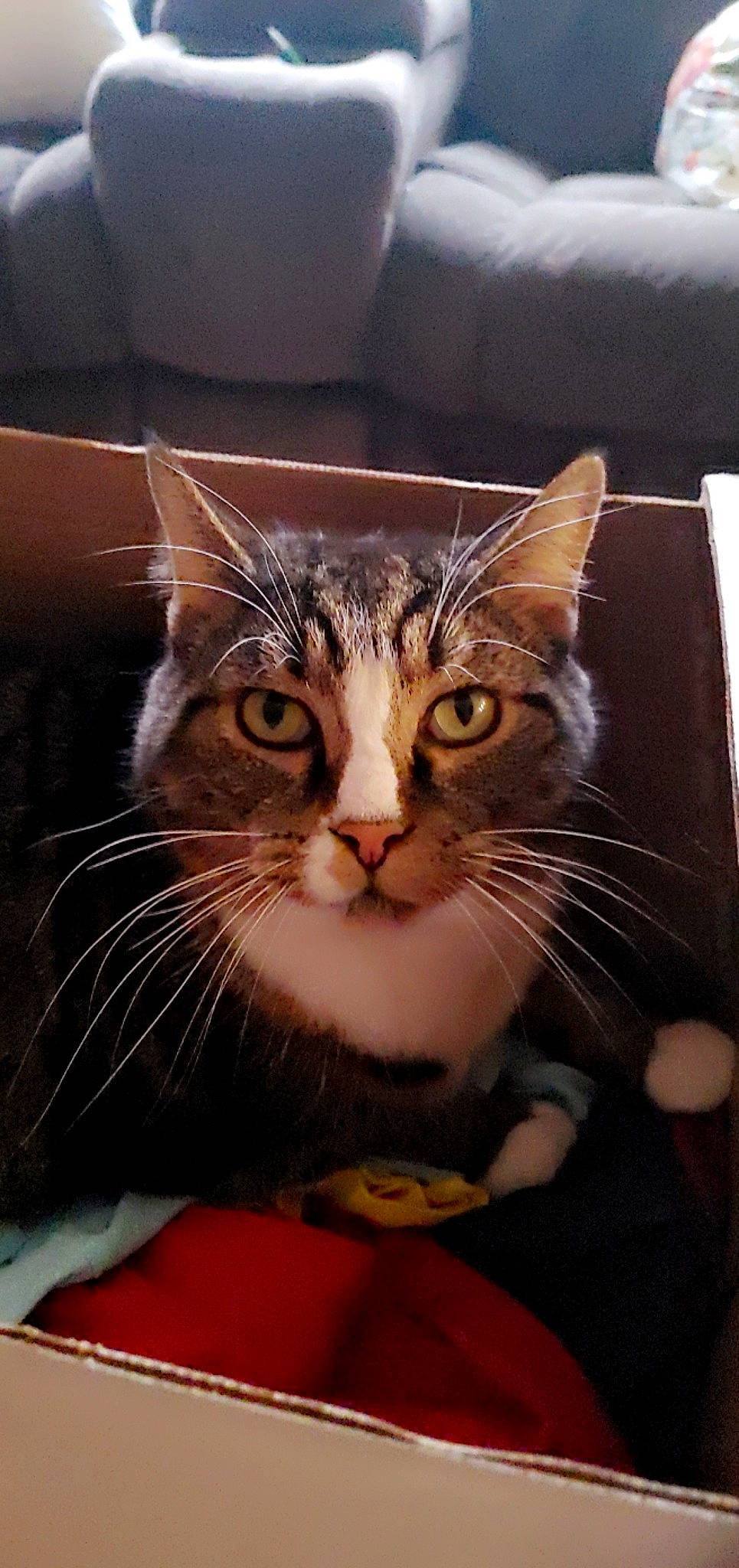 Pastel is registered to the contest to win money with this photo: carnivore, cat, claw, comfort, domestic_short_haired_cat, door, ear, eye, felidae, fur, head, paw, small_to_medium_sized_cats, snout, tree, whiskers, window, wood