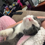 Primrose joined the competition — help win amazing prizes! cat, gray_cat, white_cat, pet, indoor, blanket, pink_blanket, fluffy, relaxed, feline, couch, living_room, clutter, remote_control, water_bottle, snack_bag, furniture, household_items, cozy, resting