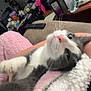 cat, gray_cat, white_cat, pet, indoor, blanket, pink_blanket, fluffy, relaxed, feline, couch, living_room, clutter, remote_control, water_bottle, snack_bag, furniture, household_items, cozy, resting
