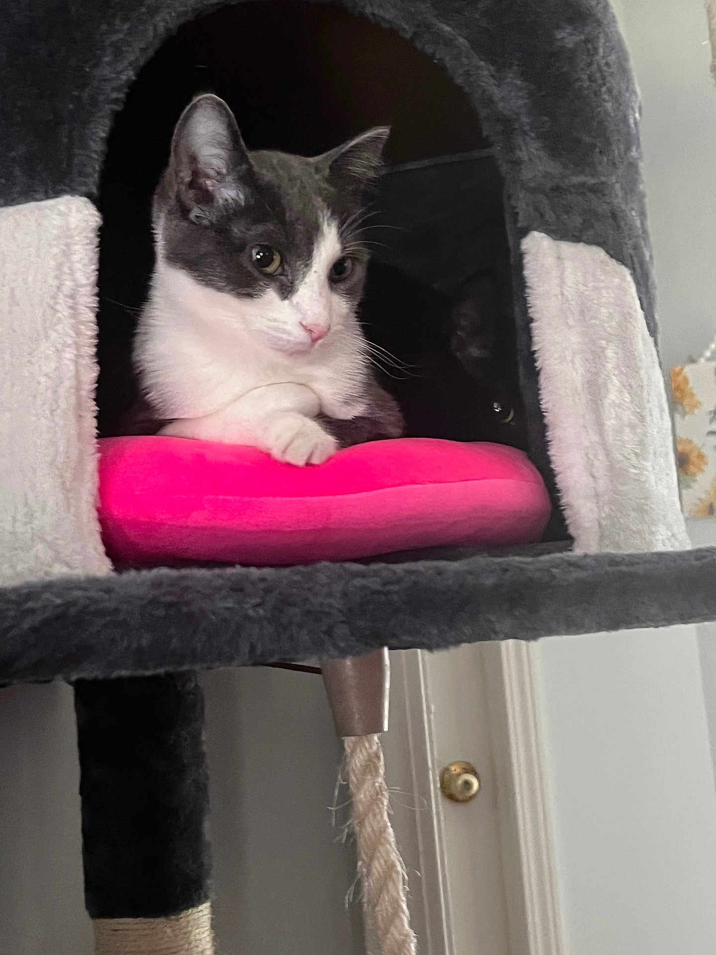 Primrose is registered to the contest to win money with this photo: cat, gray_cat, white_cat, cat_tree, pet, indoor, cozy, pink_cushion, feline, animal, paw, resting, cute, pet_furniture, soft_texture, indoor_light, door, rope, two_cats, shadow