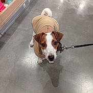 Rocky participe au concours pour gagner de l'argent avec cette photo : dog, pet, leash, jacket, indoor, floor, toys, concrete_floor, curious, small_dog, brown_and_white, puppy, looking_up, animal, cute, clothing, walking, leashed, store, shopping
