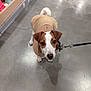 dog, pet, leash, jacket, indoor, floor, toys, concrete_floor, curious, small_dog, brown_and_white, puppy, looking_up, animal, cute, clothing, walking, leashed, store, shopping