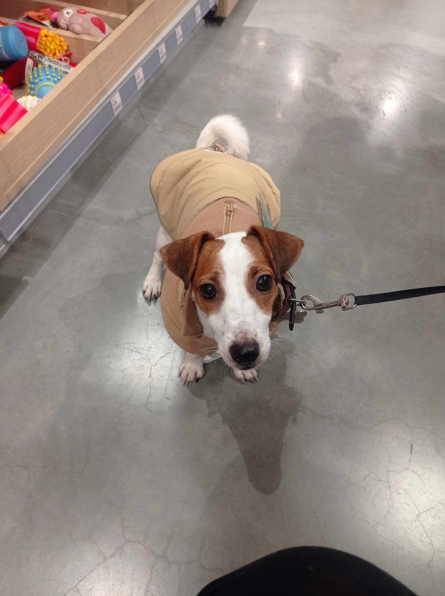 Rocky participe au concours pour gagner de l'argent avec cette photo : dog, pet, leash, jacket, indoor, floor, toys, concrete_floor, curious, small_dog, brown_and_white, puppy, looking_up, animal, cute, clothing, walking, leashed, store, shopping
