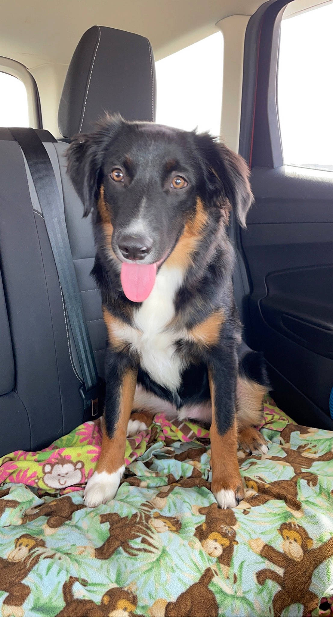 Rowan is registered to the contest to win money with this photo: canidae, car_seat_cover, carnivore, comfort, companion_dog, curtain, dog, dog_breed, foot, fur, paw, snout, sporting_group, vehicle, vehicle_door, whiskers, window, window_blind, working_animal, working_dog