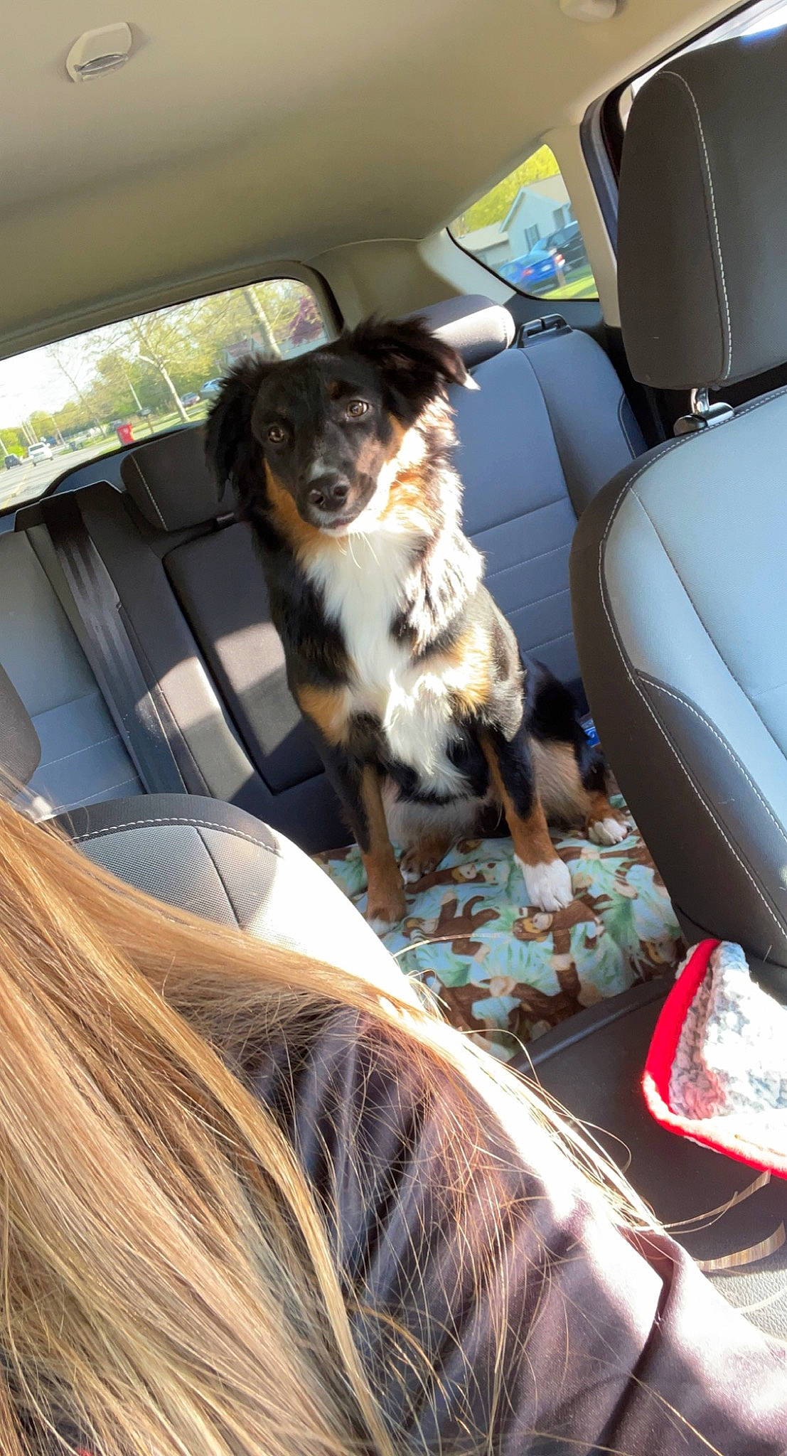 Rowan is registered to the contest to win money with this photo: auto_part, automotive_design, automotive_exterior, automotive_window_part, car, car_seat, car_seat_cover, carnivore, comfort, companion_dog, dog, dog_breed, family_car, fur, head_restraint, motor_vehicle, vehicle, vehicle_door, window, windshield