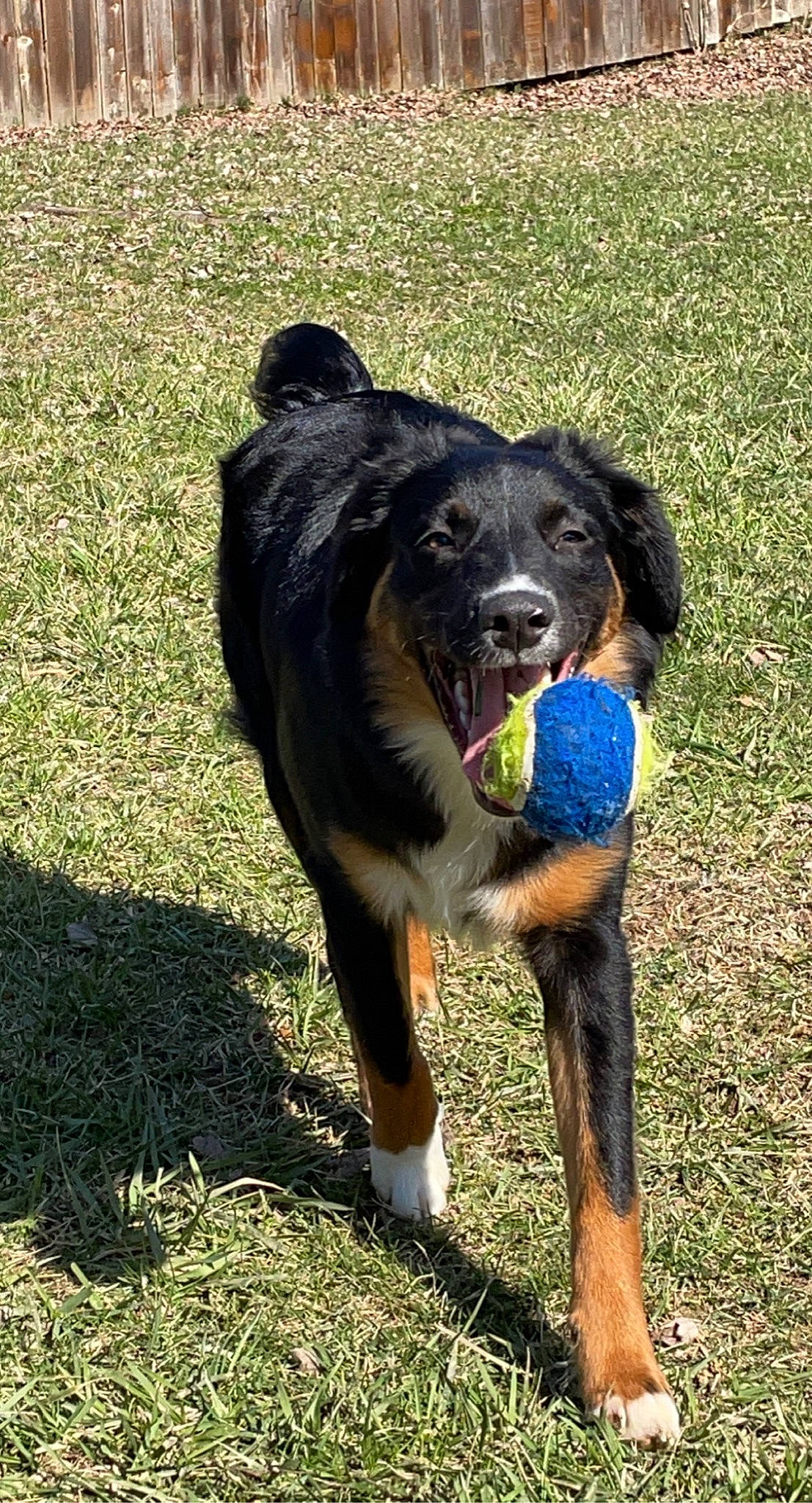Rowan is registered to the contest to win money with this photo: animal_sports, ball, canidae, carnivore, collar, companion_dog, dog, dog_breed, dog_sports, dog_supply, electric_blue, grass, plant, snout, soil, sporting_group, tail, terrestrial_animal, working_animal, working_dog