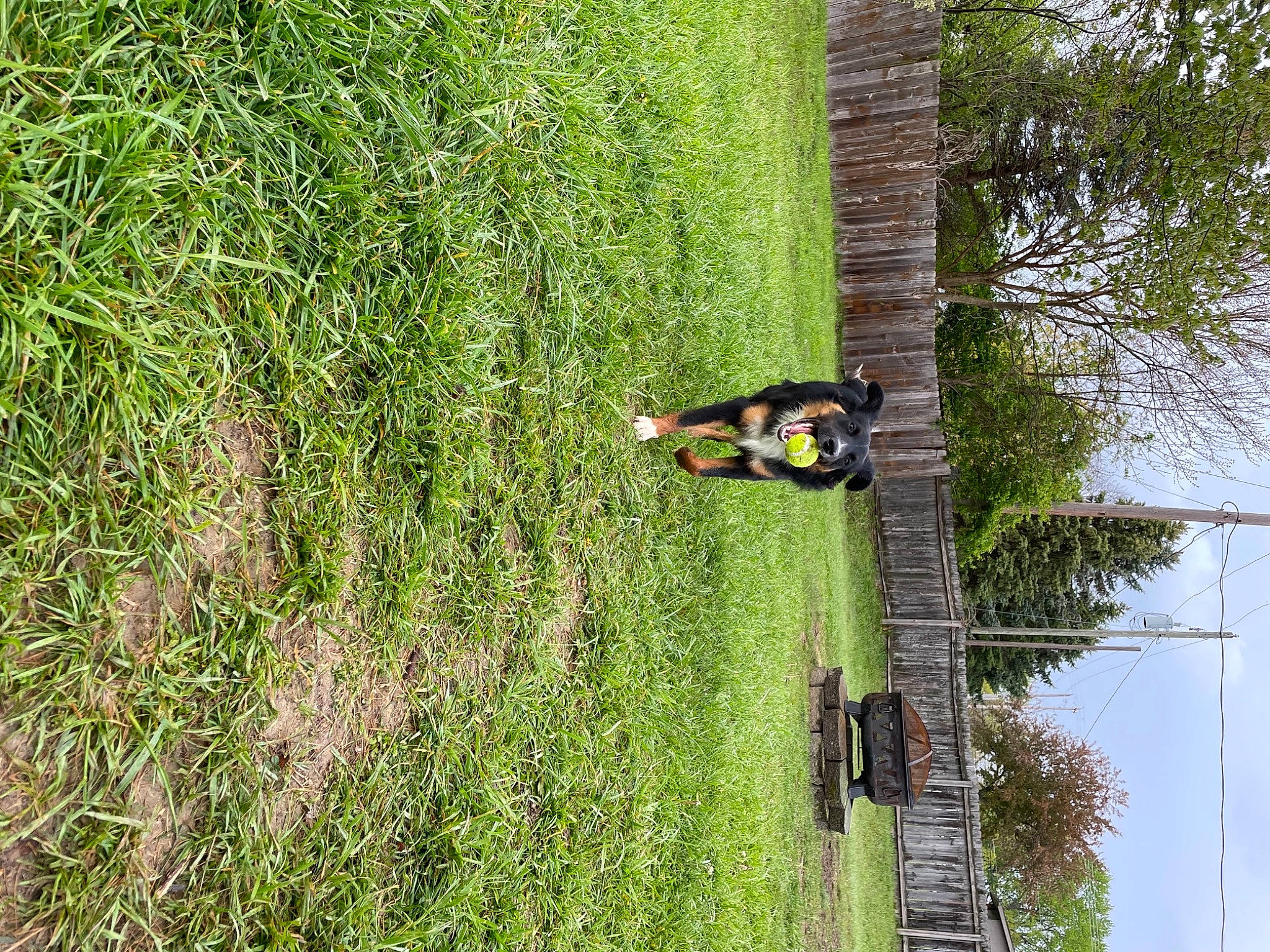 Rowan is registered to the contest to win money with this photo: biome, grass, grass_family, grassland, groundcover, landscape, lawn, plant, pole, shrub, sky, tire, tree, trunk, vegetation, vehicle, vertebrate, wheel, wood, woody_plant