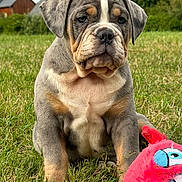 Bueno participe au concours pour gagner de l'argent avec cette photo : puppy, dog, grass, outdoor, toy, plush_toy, cute, young_dog, brown, gray, white, wrinkled_face, sitting, pet, animal, nature, greenery, house, background, playful